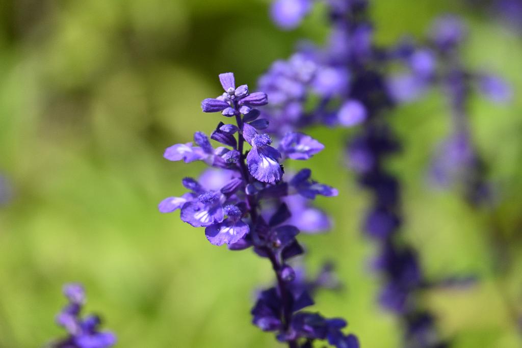 2025-08150113 Tower Hill Botanic Garden, MA.JPG - Helmet Flower (Scutellaria integrifolia). New England Botanic Garden at Tower Hill, MA, 8-15-2025